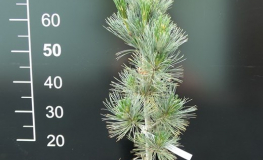 Pinus peuce 'Wageningen' - sosna rumelijska - Pinus peuce 'Wageningen'