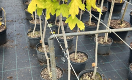 Acer campestre 'Postelense' - klon polny - Acer campestre 'Postelense'