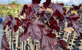 Acer platanoides 'Faassen's Black' - Spitz-Ahorn - Acer platanoides 'Faassen's Black'