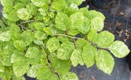 Fagus sylvatica 'Rolf Marquard' - Gemeine Buche ; Rot-Buche - Fagus sylvatica 'Rolf Marquard'
