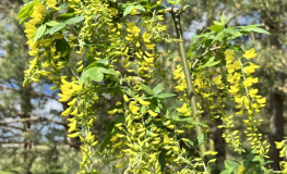 Laburnum x watereri 'Vossii'-Goldenchain Tree - Laburnum x watereri 'Vossii'