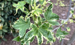 Liquidambar styraciflua 'Silver King' - American sweetgum ; sweetgum, - Liquidambar styraciflua 'Silver King'