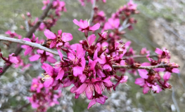 Prunus 'Collingwood Ingram' - wiśnia - Prunus 'Collingwood Ingram'