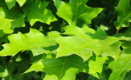 Quercus palustris 'Green Dwarf'   - Pin oak - Quercus palustris 'Green Dwarf'