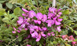 Robinia elliottii - Borstige Robinie ; Scheinakazie - Robinia elliottii ; Robinia hispida var. rosea