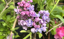 Syringa vulgaris 'Pamięć o Wawilowie' - Gemeiner Flieder - Syringa vulgaris 'Pamięć o Wawilowie'