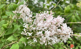 Syringa meyeri 'ANNY200810' FLOWERFESTA WHITE PBR - Syringa meyeri 'ANNY200810' FLOWERFESTA WHITE PBR