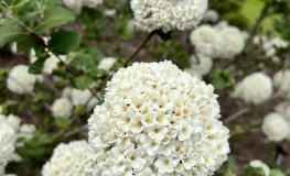 Viburnum carlcephalum - Snowball Tree - Viburnum carlcephalum