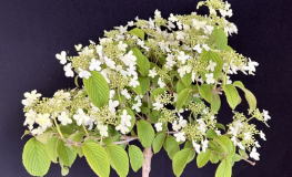 Viburnum plicatum 'JWW1' KILIMANDJARO -Japanese snowball ; Prague Viburnum - Viburnum plicatum 'JWW1' KILIMANDJARO