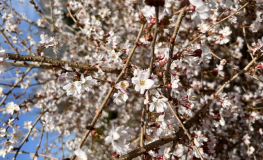 Prunus incisa 'Mikinori' - Fujikirsche - Prunus incisa 'Mikinori'