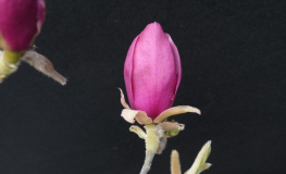 Aphrodite - magnolia - Magnolia Aphrodite