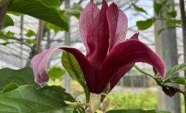 Black Bird - magnolia - Magnolia 'Black Bird'