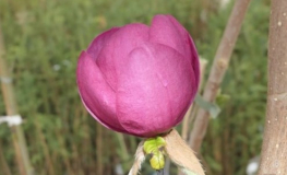 'Jurmag 1' Black Tulip - Magnolia - 'Jurmag 1' Black Tulip - Magnolia