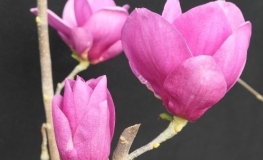 Cleopatra - Tulpen-Magnolie - Magnolia  ×soulangeana 'Cleopatra'