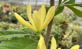 Daphne - magnolia - Magnolia 'Daphne'