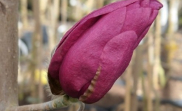 'MGEMP2012' EMPEROR PBR - magnolia - Magnolia 'MGEMP2012' EMPEROR PBR