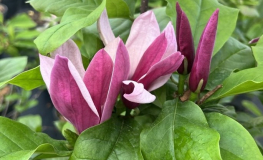 Oriental Night - magnolia - Oriental Night - Magnolia