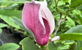 Pickard's Garnet - magnolia - Magnolia 'Pickards Garnet'