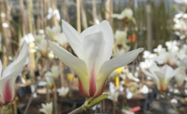 Sunrise - Magnolie - Magnolia 'Sunrise'