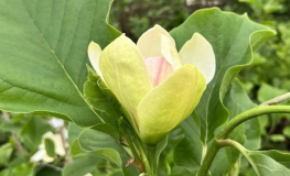 Sunsation - magnolia - Magnolia 'Sunsation'