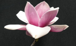 Venus - magnolia - Venus - Magnolia ; (magnolia 'Bl T' x magnolia 'Pick's Ruby')