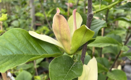 Woodsman - Magnolia ×brooklynensis - magnolia - Woodsman - Magnolia ×brooklynensis; (magnolia acuminata x magnolia liliiflora)