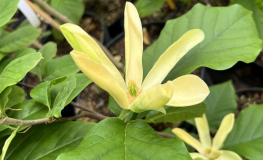 Yellow Sea - magnolia - Magnolia 'Yellow Sea'
