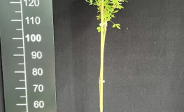 Laburnocytisus adamii - Adam's laburnum; broom laburnum - Laburnocytisus adamii