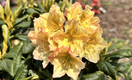 Profesor Scholz - Рододендрон гибридный - Rhododendron hybridum 'Profesor Scholz'