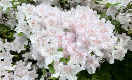 Andrzej  - Рододендрон гибридный - Andrzej - Rhododendron hybridum