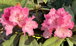 Belona - Рододендрон гибридный - Belona  - Rhododendron hybridum
