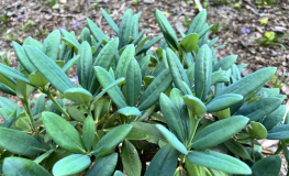 Blaushimmer II - Рододендрон гибридный - Blaushimmer II - Rhododendron hybridum