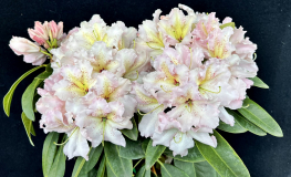 Ralsko - różanecznik wielkokwiatowy - Rhododendron hybridum 'Ralsko'