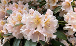 Gloria - Рододендрон гибридный - Gloria - Rhododendron hybridum ; Rhododendron 'Bruns Gloria' ; Rhododendron 'Christiane'