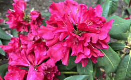 Carl Mette - Рододендрон гибридный - Carl Mette - Rhododendron hybridum