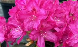 Říp PBR - różanecznik wielkokwiatowy - Rhododendron hybridum - 'Říp' PBR