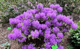 Carolina Spring - Рододендрон гибридный - Carolina Spring - Rhododendron hybridum
