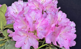 Stožec - Rhododendron hybrid - Rhododendron hybridum  'Stožec'