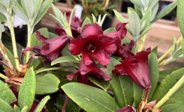 Glendoick Midnight - Рододендрон гибридный - Glendoick Midnight - Rhododendron hybridum