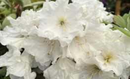 Glendoick Vanilla - Рододендрон гибридный - Glendoick Vanilla - Rhododendron hybridum
