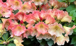 Goldzauber- Рододендрон гибридный - Goldzauber - Rhododendron hybridum