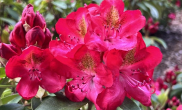 Hachmann's Junifeuer - Рододендрон гибридный - Hachmann's Junifeuer - Rhododendron hybridum