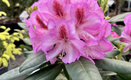 Vyšehrad PBR - różanecznik wielkokwiatowy - Rhododendron hybridum 'Vyšehrad' PBR