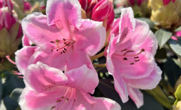 Janet Ward- Rhododendron hybrid - Janet Ward - Rhododendron hybridum