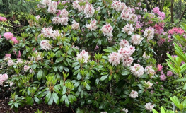 Kalamaika - Рододендрон гибридный - Kalamaika  - Rhododendron hybridum