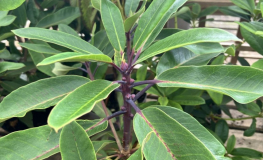 Loderi King George - Рододендрон гибридный - Loderi King George - Rhododendron hybridum