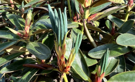 Rhododendron campanulatum ssp. aeruginosum - różanecznik campanulatum ssp. aeruginosum - Rhododendron campanulatum ssp. aeruginosum