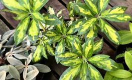 Molten Gold - Рододендрон гибридный - Rhododendron 'Molten Gold'