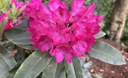 Quendel - Рододендрон гибридный - 'Rhododendron Quendel'