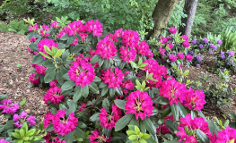 Quito - Рододендрон гибридный - Rhododendron 'Quito'
